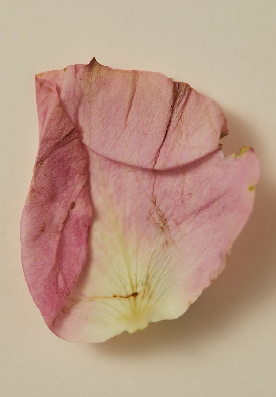 Smoking Rose Scented Oil 30ml